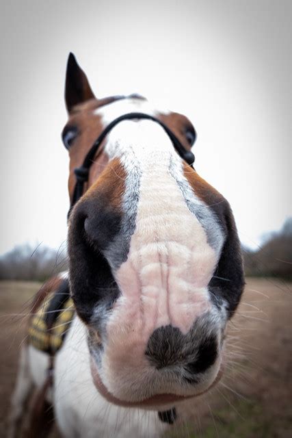 Flickr: Discussing Horse NOSE, not the horse in Horse noses