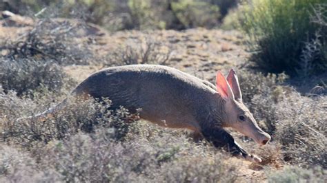 Aardvark (Orycteropus Afer) - Lifestyle, Diet, and More - Wildlife ...