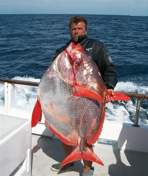 Big Fishes of the World: OPAH (Lampris guttatus)