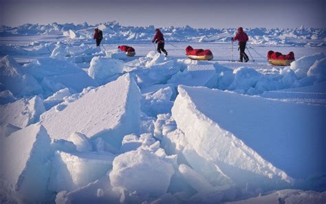 Walking With The Wounded North Pole | Captive Minds