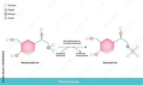 hormones epinephrine and norepinephrine chemical structure Stock Vector | Adobe Stock