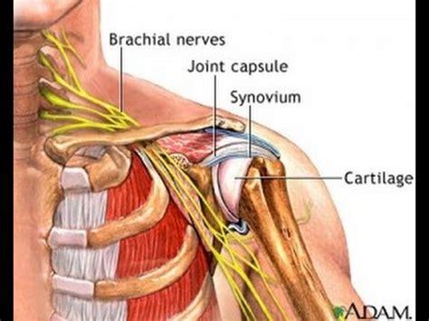 Simple Exercise to Reduce Nerve Pressure in Neck & Bursitis in Shoulder / Dr Mandell - YouTube