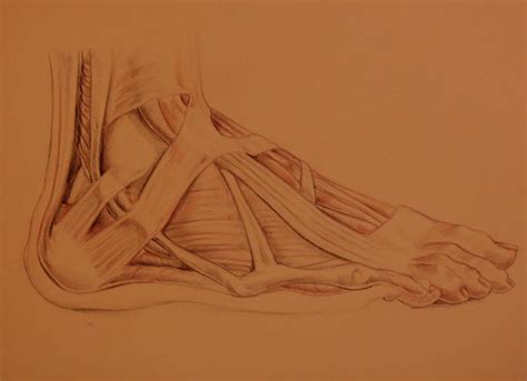 Anatomic Drawing - Foot muscles/bones by StephanyShunpike on DeviantArt