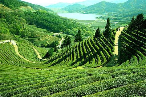 Tea garden, Sylhet; Bangladesh..💕💕💕 : r/pics