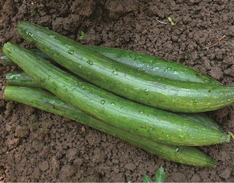 AllThatGrows Sponge Gourd Dark Green Loofah Seeds, Peechinga, Pirkanga ...