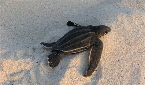 Leatherback sea turtle