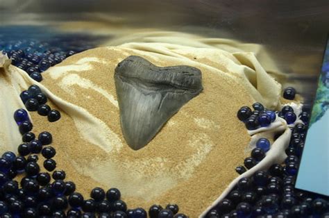 Megalodon Shark Tooth | Taken at the Ripley's Believe It or … | Flickr