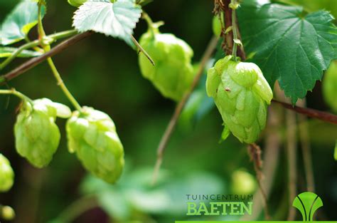 Humulus lupulus - Tuincentrum Baeten