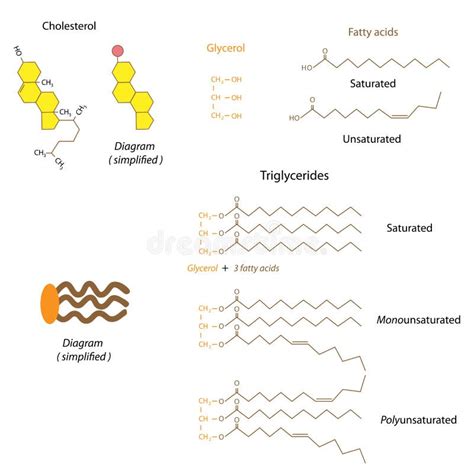 Structure of Cholesterol and Triglycerides Stock Vector - Illustration ...