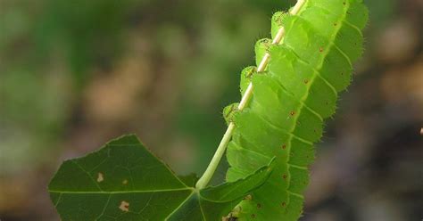 Nature in the Ozarks: Luna Moth Caterpillar (Actias luna)