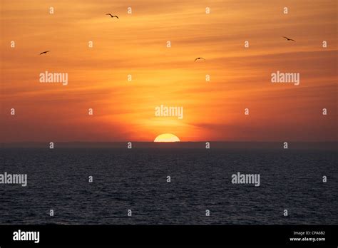 Sunset from Chesil Beach with orange sky and bird silhouettes Stock ...