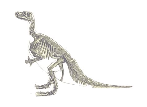 Iguanodon Dinosaur Skeleton transparent PNG - StickPNG