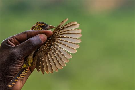 Conservation Photography - Wildlife | Media | Impact