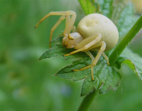 Crab Spiders - SpiderSpotter