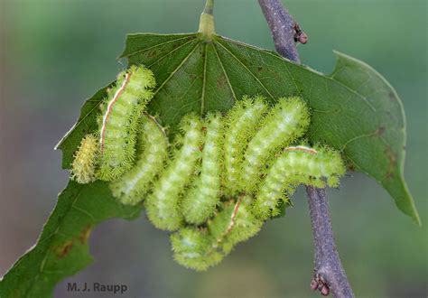 Io, io, it’s off to work we go: Io Moth, Automeris io — Bug of the Week