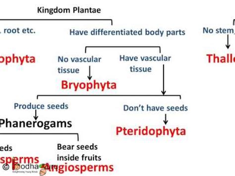 laptop diagram: Schematic Diagram Of Kingdom Plantae