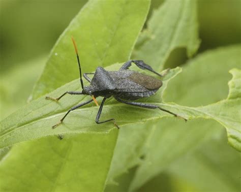 Edible Insects | The Splendid Table