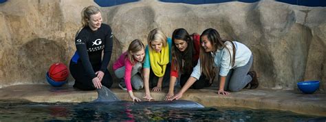 Dolphin Animal Encounter & Experience | Georgia Aquarium