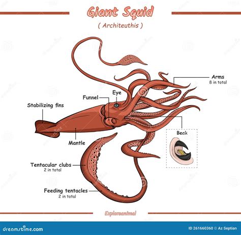 Anatomy of a Giant Squid Vector Illustration Stock Illustration ...
