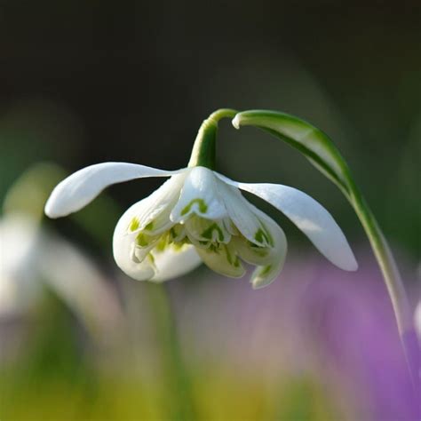 Buy double snowdrop bulbs Galanthus nivalis f. pleniflorus Flore Pleno: £5.99 Delivery by Crocus