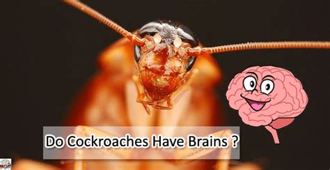 Do Cockroaches Have Brains? Unveiling the Mystery