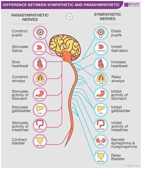 Differences Between Sympathetic And Parasympathetic Nervous System