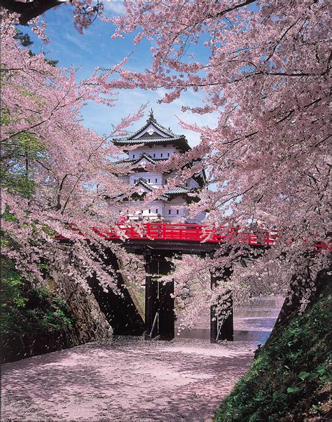 Top 8 Cherry Blossom Viewing Spots in Tohoku, Northern Japan Region