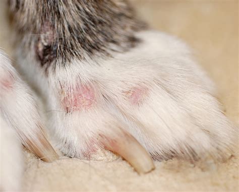 Canine Dermatomyositis | Clinician's Brief