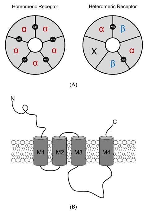 Acetylcholine Receptor Structure