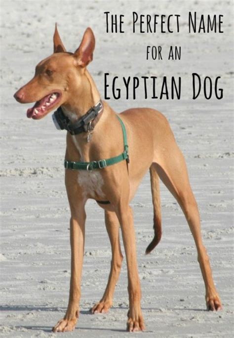 Ancient Egyptian Dog Names - PetHelpful