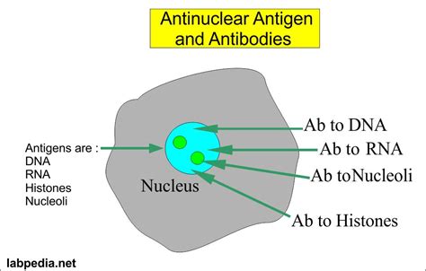 Antinuclear Factor (ANF), Antinuclear Antibody ANA) – Labpedia.net