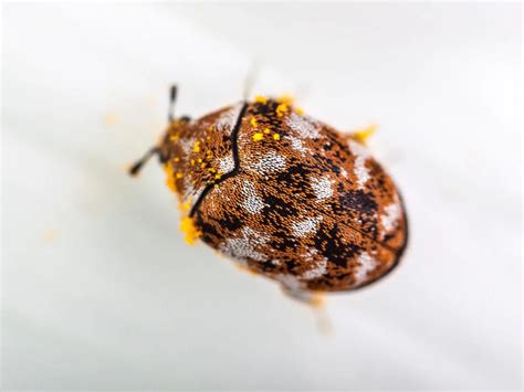 Are Carpet Beetles Harmful?