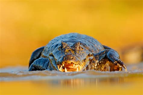 Yacare Caiman Crocodile With Open Muzzle With Big Teeth Pantanal Brazil ...