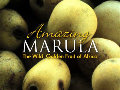 Marula Natural Products - The Marula Fruit, Fruit Pulp, Fruit Oil ...