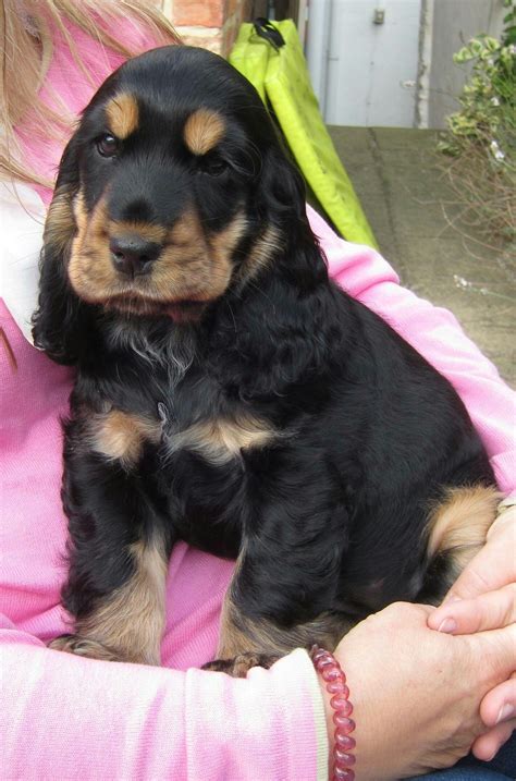 Pin by Cherosa Be on English cocker spaniel | Black cocker spaniel puppies, Cocker spaniel ...