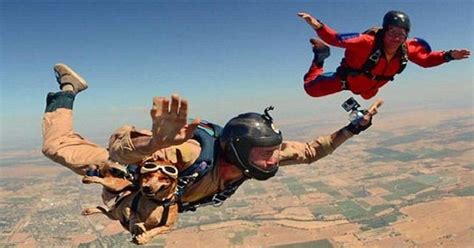 This Daredevil Dog Is Not Afraid Of Jumping Out Of Planes…Or Anything Else | Skydiving, Dogs ...