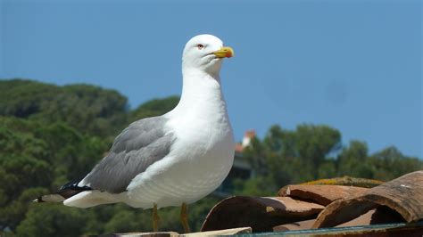 Free stock photo of animal, seagull