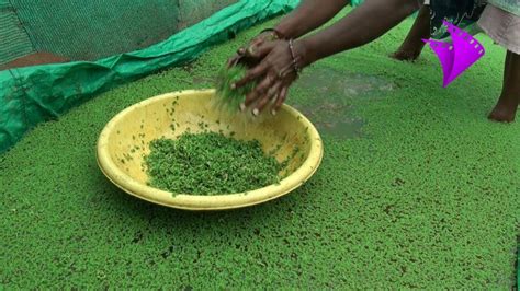 Azolla Farming Information such as Climatic Condition, Equipments , Steps for Azolla cultivation ...