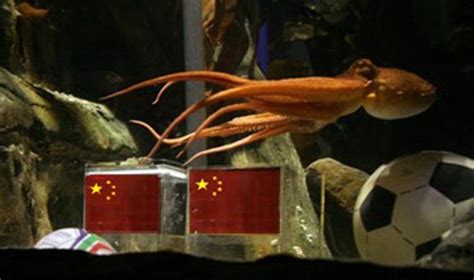 What Would Chinese Netizens Ask Paul The Oracle Octopus? – chinaSMACK