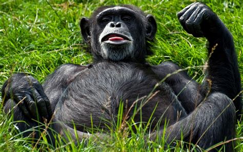 🔥 [40+] Funny Chimpanzee Wallpapers | WallpaperSafari