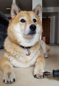 Shiba Inu Nail Trimming - A Complete Guide - My First Shiba Inu