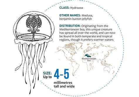 Turritopsis dohrnii - conoscienze e ricerche sulla medusa immortale