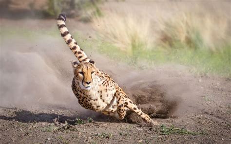 Cheetah Running | Wallpapers HD Quality