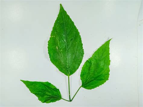 Leaves of the Plant Celastrus Orbiculatus, Isolated on a White Background. Stock Photo - Image ...