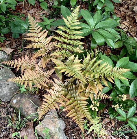 The Best All-Around Fern for Beginners in 2021 | Autumn fern, Shade ...