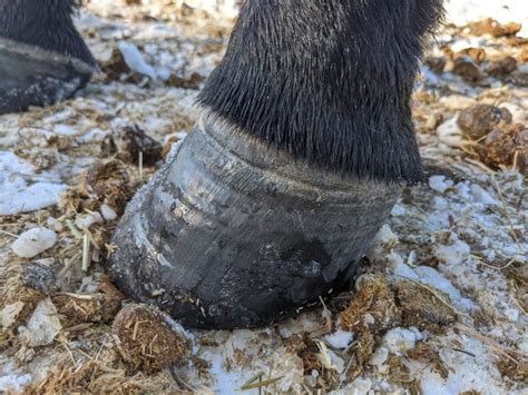 Laminitis in Horses: Signs, Treatment & Prevention | Animalife