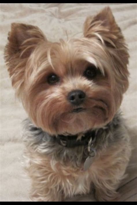 The 25+ best Yorkie haircuts ideas on Pinterest | Yorkie ... | Yorkie dogs, Yorkie haircuts ...