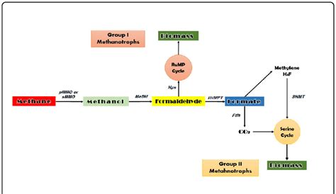 A flowchart of methanotrophs and methanotrophic metabolism for ...