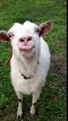 Goat Cute Sticker - Goat Cute Animal - Discover & Share GIFs