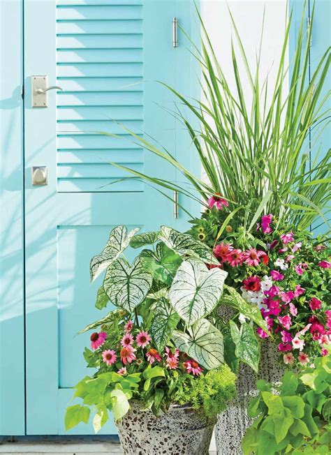 12 Plants That Were Made For Sun-Drenched Porches